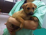 2 Puppies For Adoption - Mixed Breed Dog