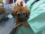 2 Puppies For Adoption - Mixed Breed Dog