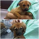 2 Puppies For Adoption - Mixed Breed Dog