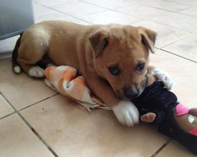 Milo - Mixed Breed Dog