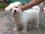 Maltese Blue Eye Female - Maltese Dog