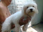 Maltese Blue Eye Female - Maltese Dog