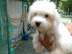 Maltese Blue Eye Female - Maltese Dog