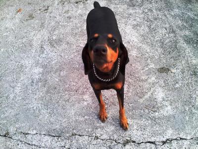 PF36506 - Doberman Pinscher Dog