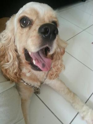 Max - Cocker Spaniel Dog