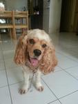 Max - Cocker Spaniel Dog