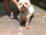 Maltese Male Adult - Maltese Dog