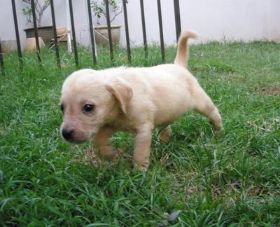 Jun - Labrador Retriever Dog