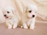 Adorable Maltese Pups - Maltese Dog