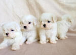 Adorable Maltese Pups - Maltese Dog