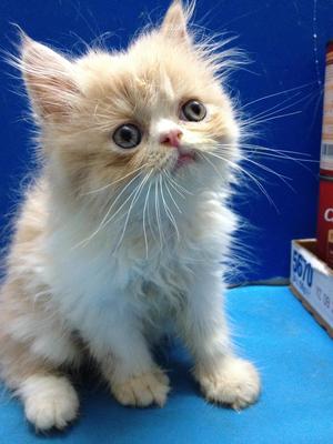 Flatface Persian Kitten - Gred B - Persian Cat