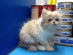 Flatface Persian Kitten - Gred B - Persian Cat