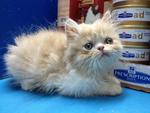 Flatface Persian Kitten - Gred B - Persian Cat