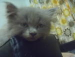 Grayson And Tam2 - Persian Cat