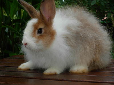 Manchu - Angora Rabbit Rabbit