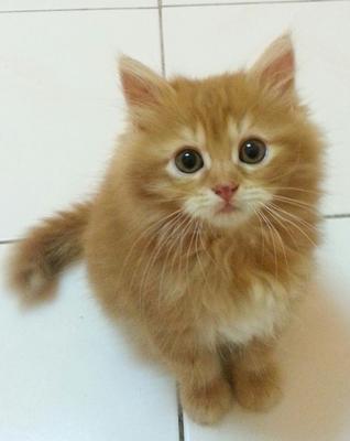 Red Tabby - Maine Coon + Persian Cat