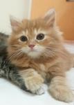 Red Tabby - Maine Coon + Persian Cat