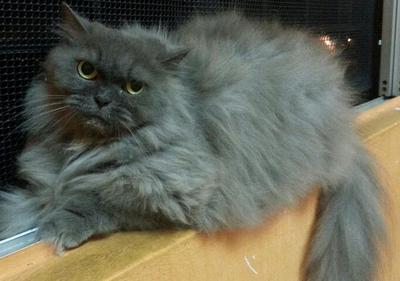 Spayed Persian - Persian + Domestic Long Hair Cat