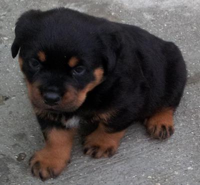 Rottweiler - Rottweiler Dog