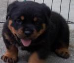 Rottweiler - Rottweiler Dog