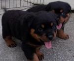 Rottweiler - Rottweiler Dog