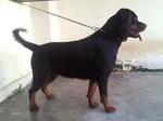 Rottweiler - Rottweiler Dog