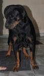 Rottweiler - Rottweiler Dog