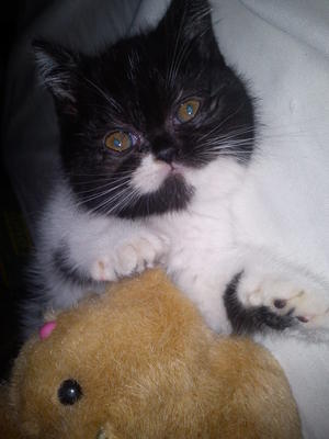 Persian Exotic - Persian + Exotic Shorthair Cat