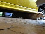 Billie trying to get out from under my car