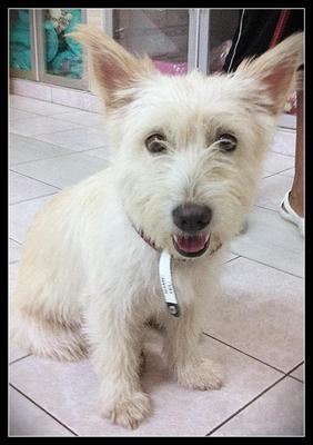 Olive - Scottish Terrier Scottie Mix Dog