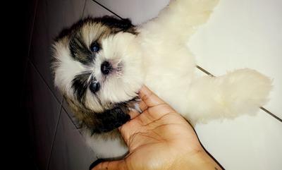 Shih Tzu Puppies - Shih Tzu Dog