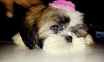 Shih Tzu Puppies - Shih Tzu Dog