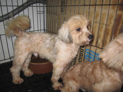 Pumpkin - Shih Tzu + Poodle Dog