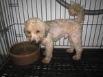 Pumpkin - Shih Tzu + Poodle Dog