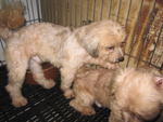 Pumpkin - Shih Tzu + Poodle Dog