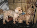 Pumpkin - Shih Tzu + Poodle Dog