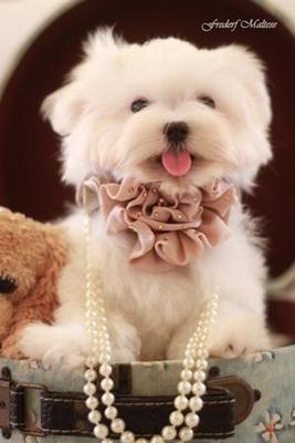 Maltese Puppy For Sale - Maltese Dog