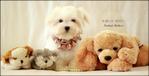 Maltese Puppy For Sale - Maltese Dog