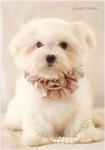 Maltese Puppy For Sale - Maltese Dog