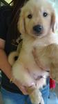  Golden Retriever Father Malaysia C - Golden Retriever Dog