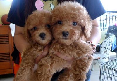 Red Toy Poodle With Mka - Poodle Dog