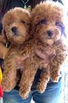Red Toy Poodle With Mka - Poodle Dog