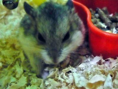 Adet - Short Dwarf Hamster Hamster