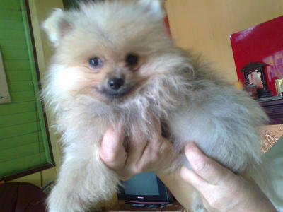 Pomeranian - Pomeranian Dog