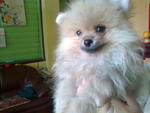 Pomeranian - Pomeranian Dog