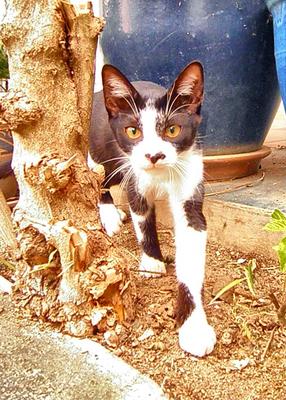 Blacky - Domestic Short Hair Cat