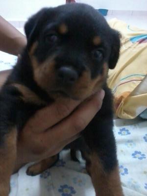 Yoyo - Rottweiler Dog