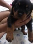 Yoyo - Rottweiler Dog