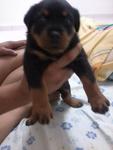 Yoyo - Rottweiler Dog