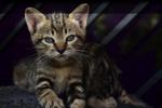 3 Kittens - Patches, Shyer, Roamer  - Domestic Medium Hair Cat